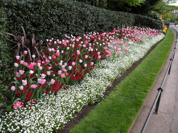  massif de fleurs rouge et roses